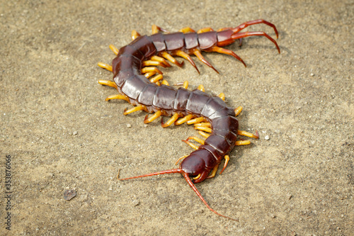 Image of centipedes or chilopoda on the ground. Animal. poisonous animals. © yod67