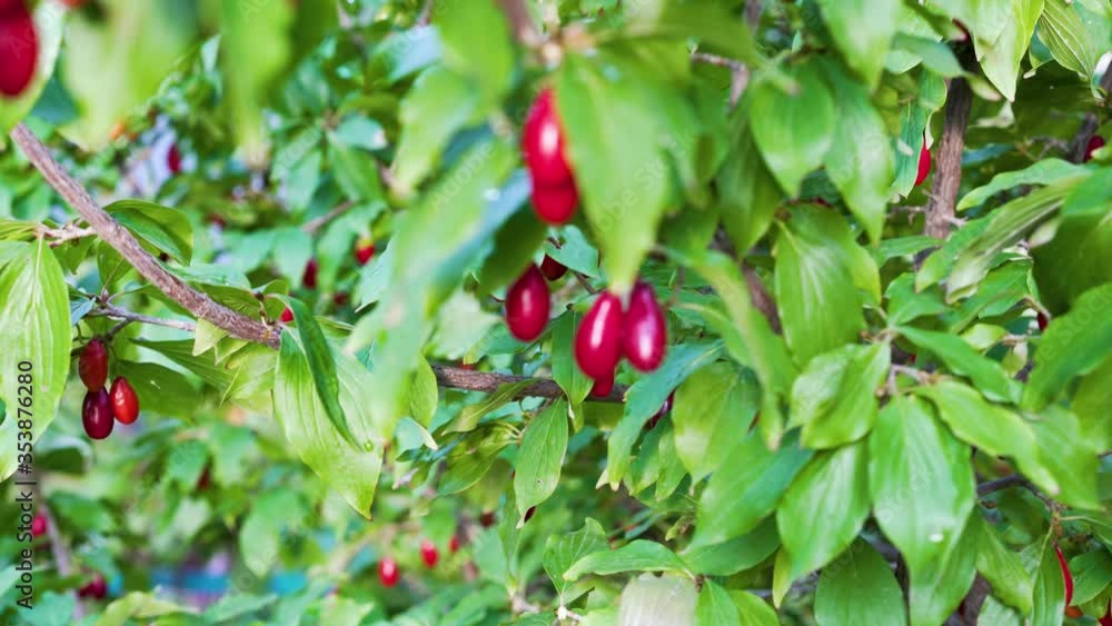 Red Berry berries ripen on a tree. Ripening dogwood red berries on branches between leaves. Red Berry berries ripen on a tree. Ripening dogwood red berries on branches between leaves.