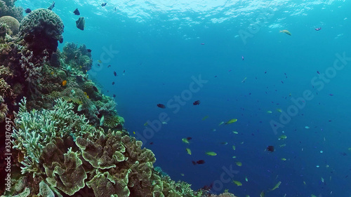 Coral reef underwater with fishes and marine life. Coral reef and tropical fish. Panglao  Bohol  Philippines.