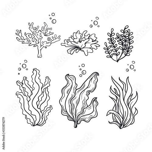 sea plants  seaweed vector hand drawing