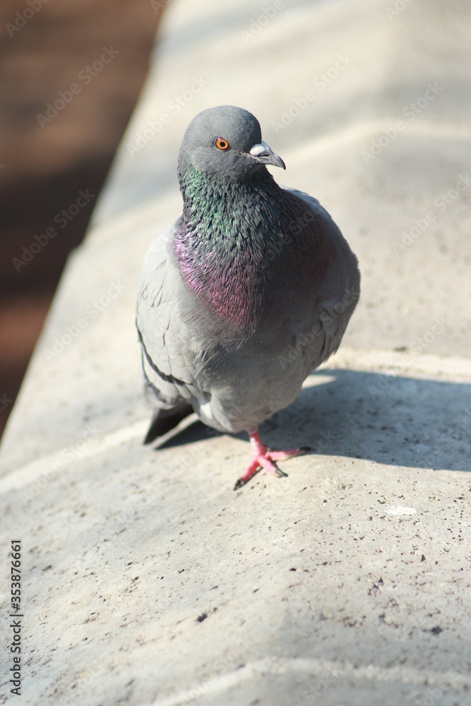 Obraz premium pigeon on the wall