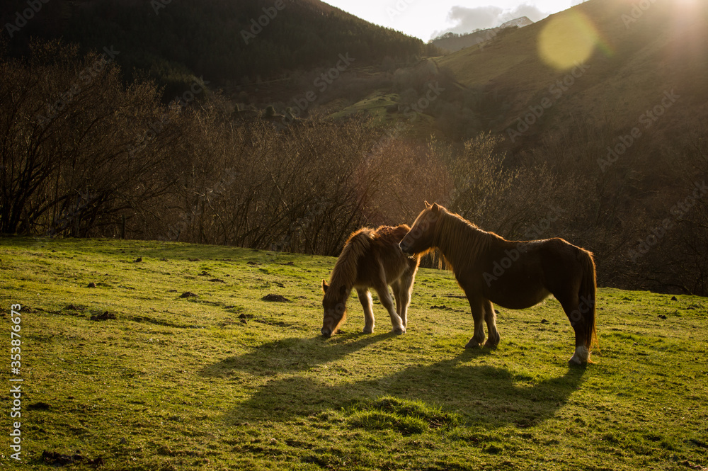 Dos caballos en la naturaleza