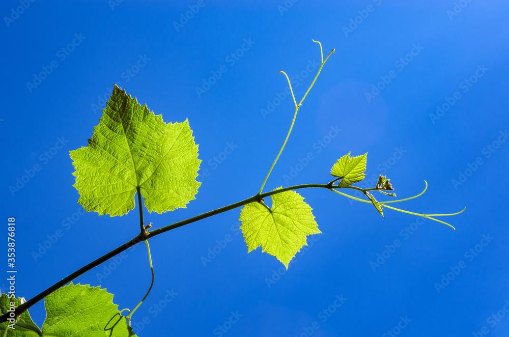 Obraz premium A young vine is lit by a bright sun. Against a blue sky.