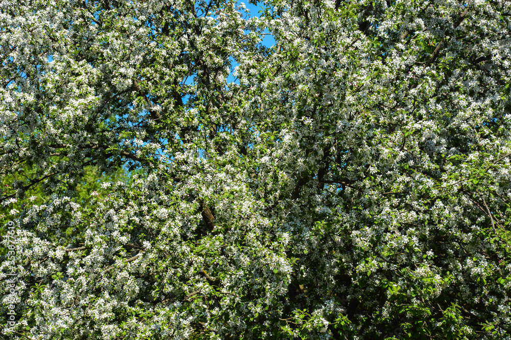 blooming Apple tree. beautiful white flowers on a tree. nature in the Park in spring. flowers in the sun. blooming Apple tree. beautiful white flowers on a tree. nature in the Park in spring. flowers in the sun.