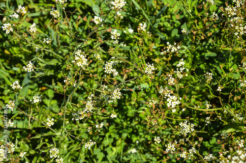 small wildflowers in the green grass. background for the design. © Alena Mostovich