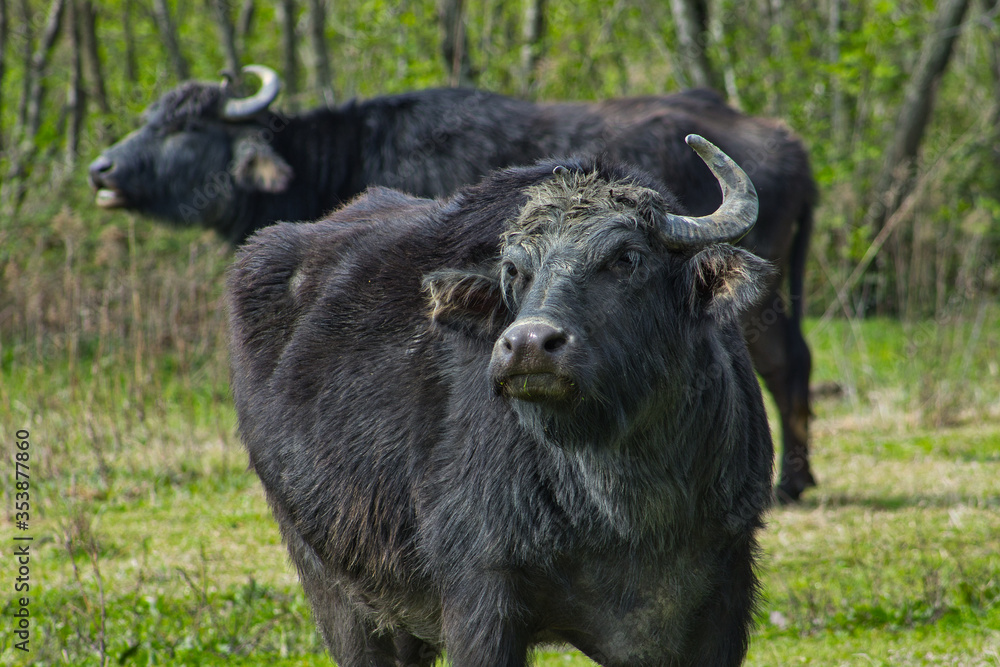 Domestic buffalo, Samegrelo-Zemo Svaneti, Georgia. Domestic buffalo, Samegrelo-Zemo Svaneti, Georgia.