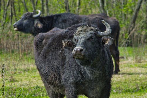 Domestic buffalo, Samegrelo-Zemo Svaneti, Georgia.