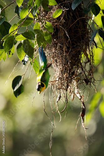 Long-tailed broadbill at Jim Corbett National Park photo