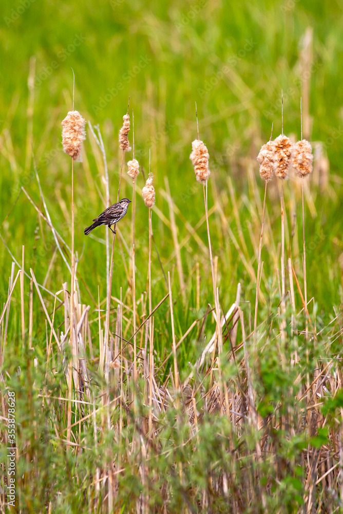 Female Red-winged Blackbird (Agelaius phoeniceus) perched on a cattail in the spring Female Red-winged Blackbird (Agelaius phoeniceus) perched on a cattail in the spring