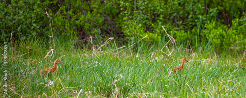 Pair of baby Sandhill Cranes (Grus canadensis) in May walking through wetlands in Wausau, Wisconsin