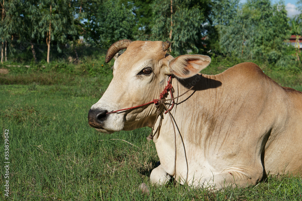 Curious cow eating grass at the field. Curious cow eating grass at the field.