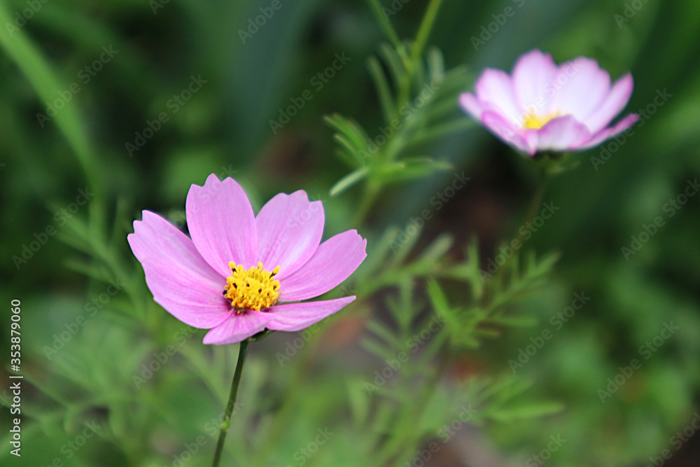 Pink cosmea flower in the garden
Pink cosmea flower in the garden