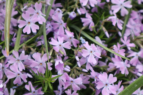 Phlox flowers in the flowerbed