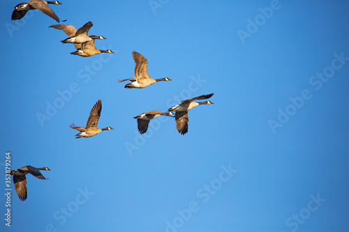 Adult canada geese (Branta canadensis) flying in a V formation in a blue sky, Wausau, Wisconsin photo