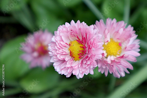 Pink Daisy Flower in the Garden