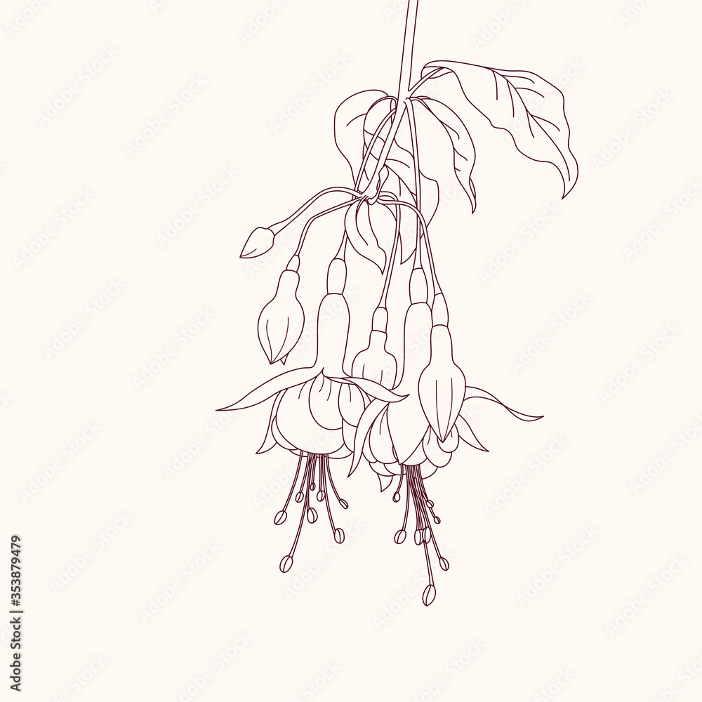 Linear drawing of fuchsia flower. Blooming fuchsia branch.