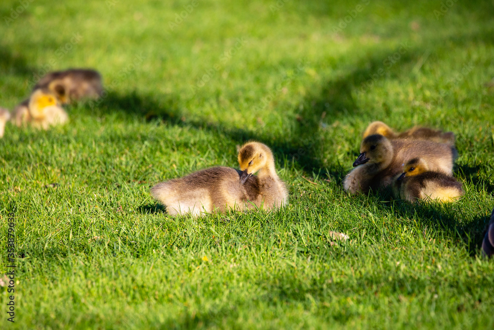 Fototapeta premium Canada goose (Branta canadensis) goslings at rest in Wausau, Wisconsin during the springtime