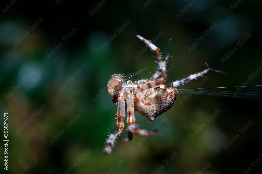 spider super macro 2: 1 magnification. In the spider web. spider super macro 2: 1 magnification. In the spider web.