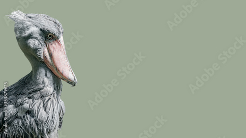 Banner with an enormous and beautiful African shoebill stork isolated at smooth even green background with copy space, closeup, details