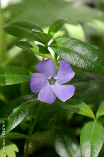 Blue periwinkle flower in the garden