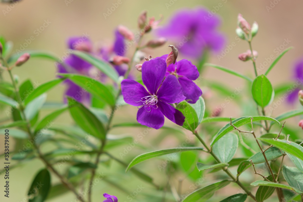 Purple flowers on a natural green background.