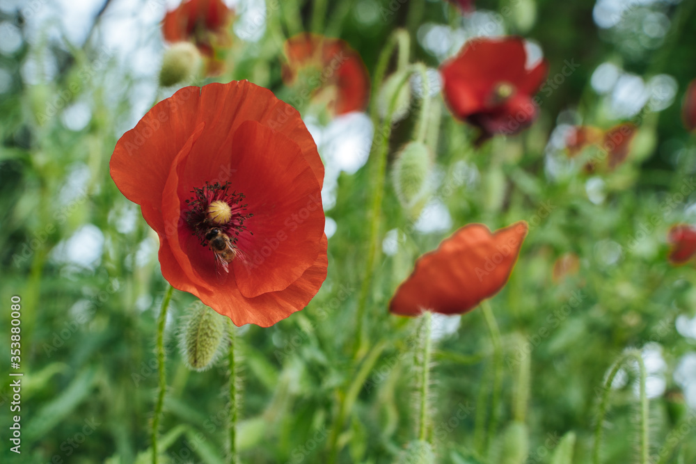 Obraz premium Poppies on the field.Red flower. Close up