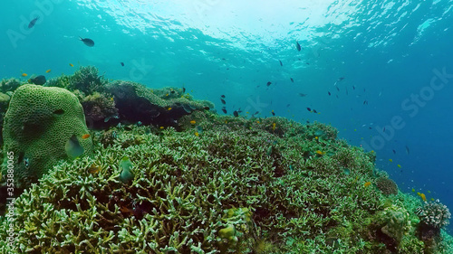 Underwater fish garden reef. Reef coral scene. Seascape under water. Panglao  Bohol  Philippines.