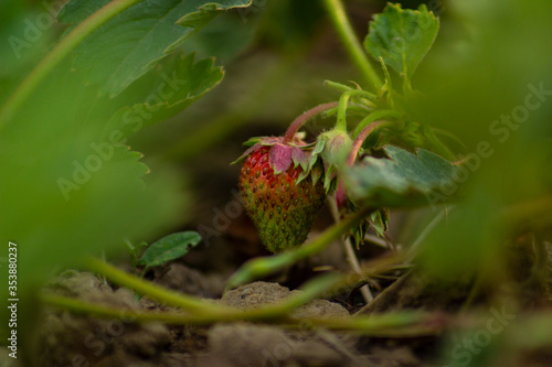 wild strawberry in the garden
