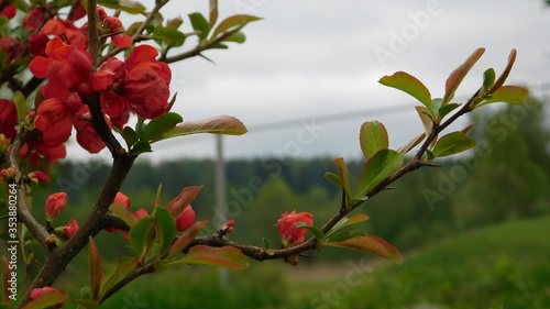 Japanese quince sprig close up
