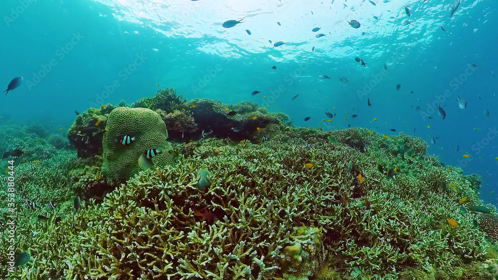 Fototapeta premium Tropical Fishes on Coral Reef, underwater scene. Panglao, Philippines.