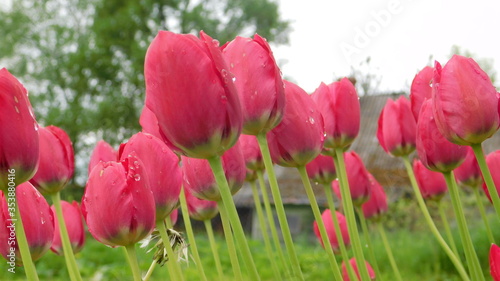 blooming flowers of tulips after a spring rain