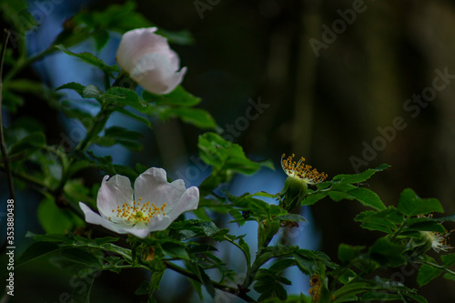 white flowers