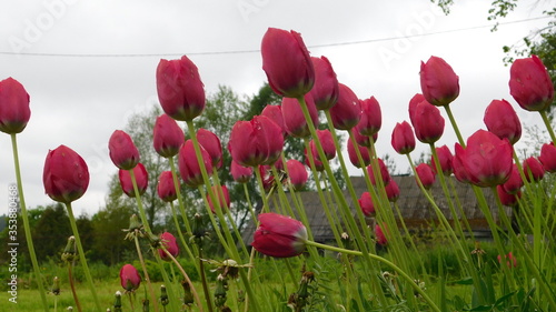 heads of red tulips in the wind