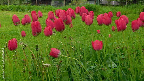 green meadow with red flowers of tulips