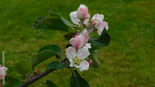branch of an Apple tree with blooming flowers
