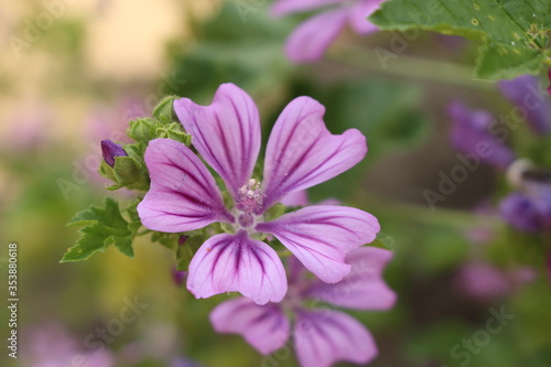Violet  Dwarf Mallow  flower  or Buttonweed  Cheeseplant  Cheeseweed  Common Mallow  Roundleaf Mallow  in Innsbruck  Austria. Its scientific name is Malva Neglecta.