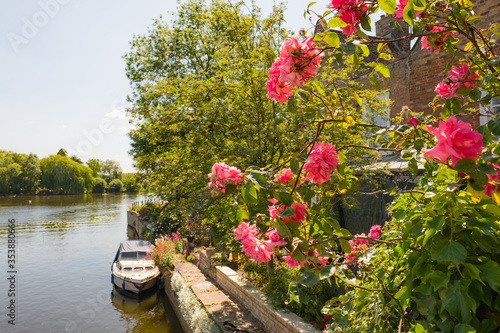 Shallow focus of beautiful pink roses seen near a bridge by an inland waterway. A distant moored launch can be seen, the foliage obscuring a private riverside residence.