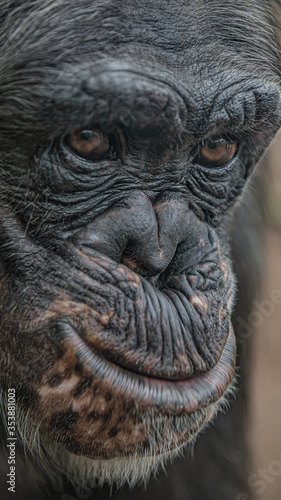 Closeup portrait of a laughing wondered female adult Chimpanzee, details