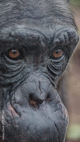 Closeup portrait of curious wondered female adult Chimpanzee