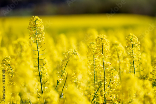 Φωτογραφία Yellow rapeseed crops on farmland close up with out of focus elements