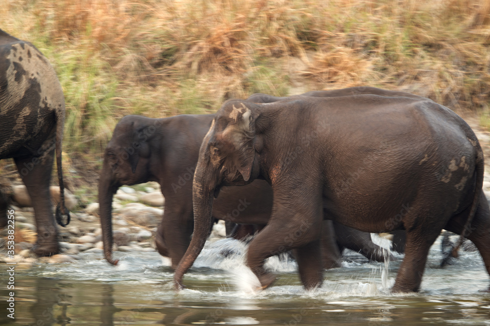 Asiatic elephants crossing the Ramganga river at Jim Corbett Wildlife National park. This is a panning image