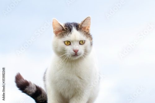 White spotted cat with a focused gaze on a light background