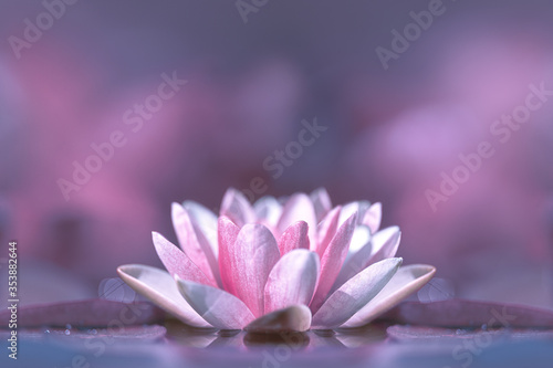 close up of pink lotus flower