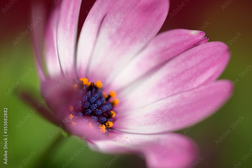Pink flower with orange stamens inside, partly in soft focus, macro, blurred background Pink flower with orange stamens inside, partly in soft focus, macro, blurred background