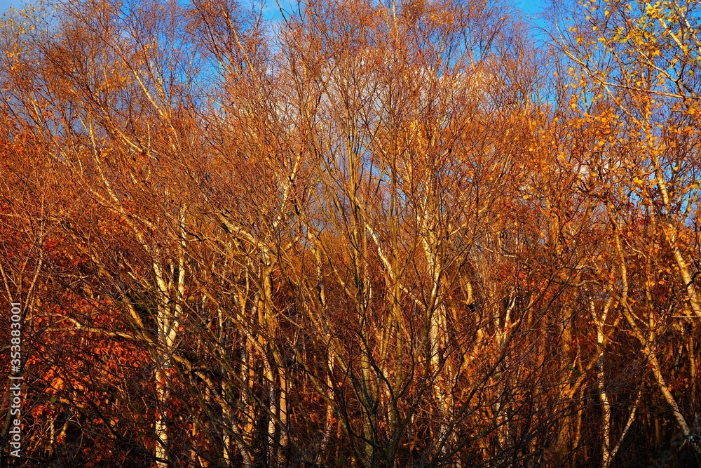 Close up Trees in the Autumn Forest Background. Close up Trees in the Autumn Forest Background.