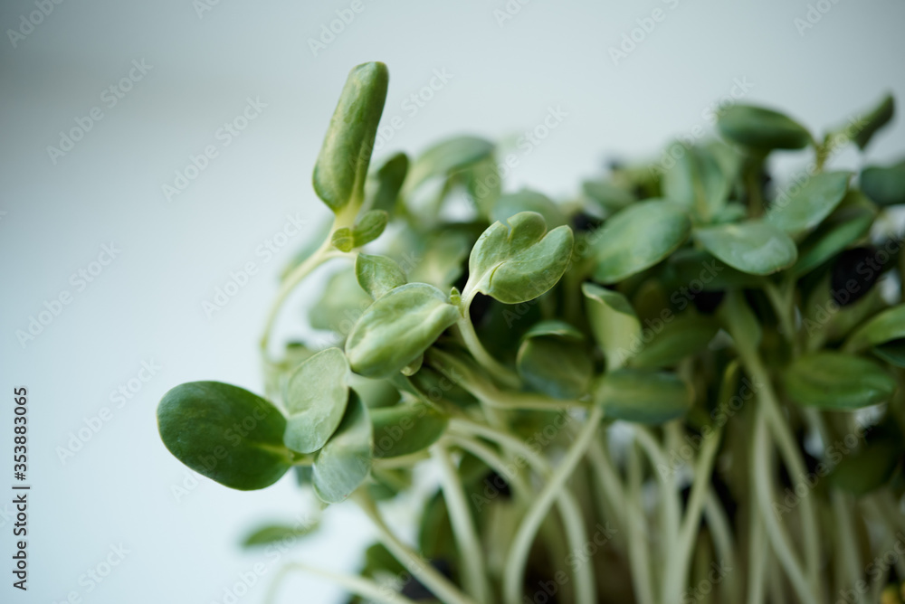 
microgreens of green peas