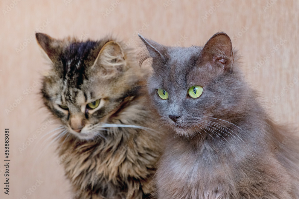 Two cats sitting next to each other, portrait of cats