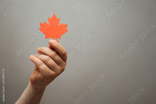 Maple leaf in children's hands on a gray background is a place for text. Canada Day