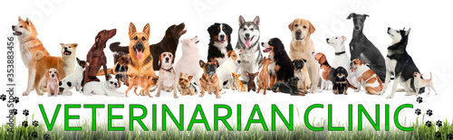 Fototapeta Naklejka Na Ścianę i Meble -  Collage with different dogs and text VETERINARIAN CLINIC on white background. Banner design
