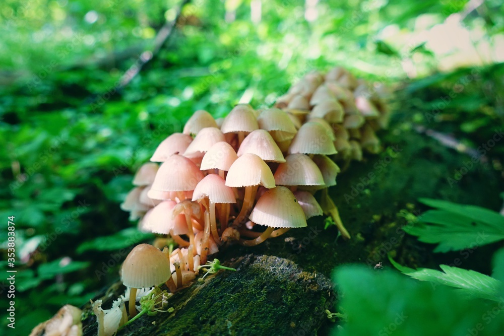 Mycena is a large genus of small saprotrophic mushrooms. Mycena is a large genus of small saprotrophic mushrooms.